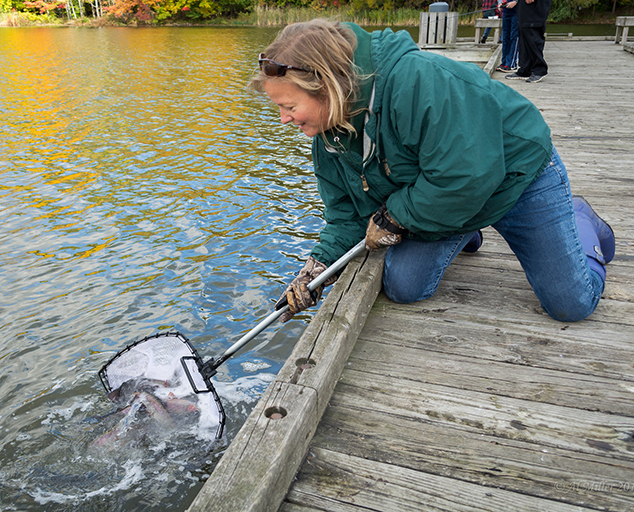 Trout Stocking at Lake Metroparks Lake Metroparks